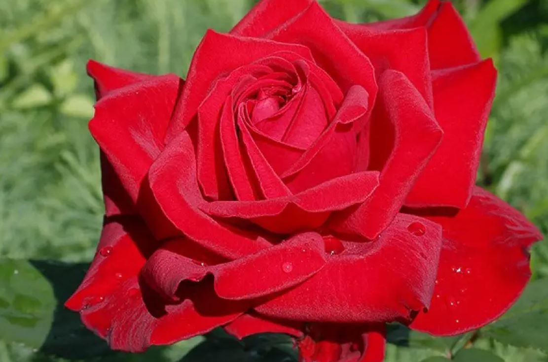 Купити троянду чайно-гібридну бургунді на штамбі