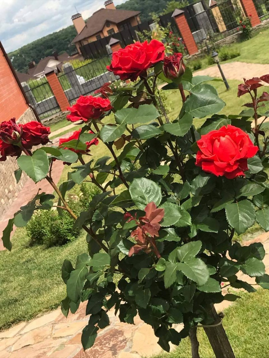 Купити саджанці троянди чайно-гібридної Ель Торо на штамбі 