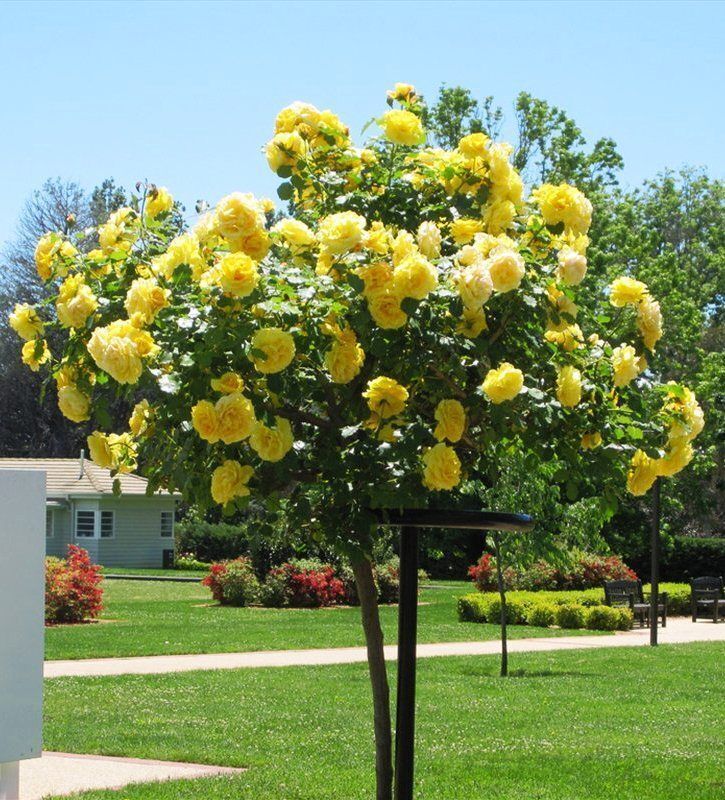 Купити саджанці троянди чайно-гібридної Ландора на штамбі 