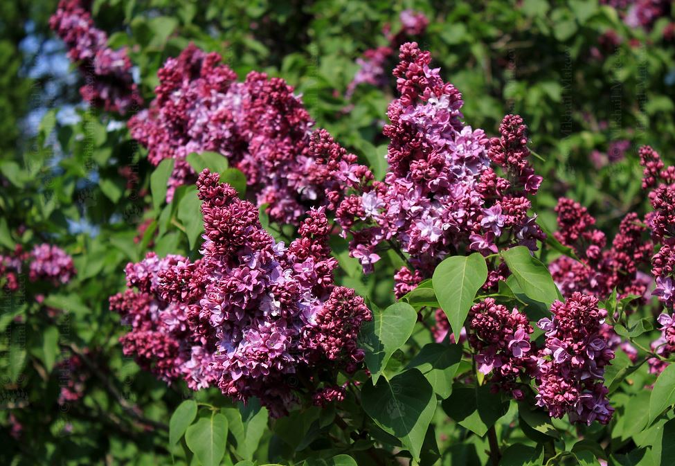 Купити саджанці бузку Президент Пуанкаре