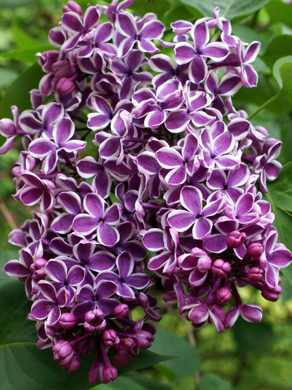 Купити саджанці бузку Сенсація 