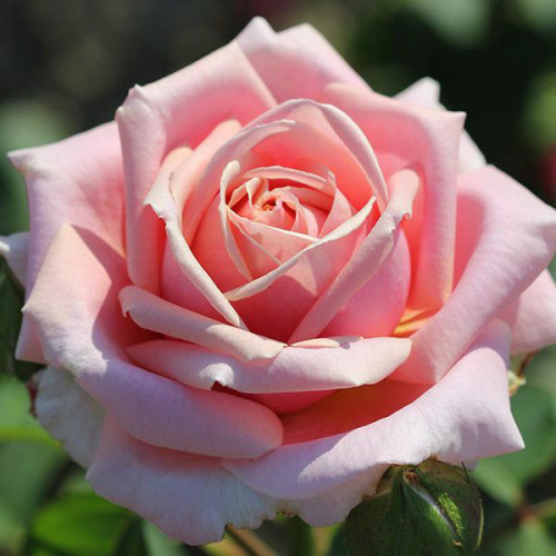 Купити саджанці троянди чайно-гібридної Фредерік Містраль на штамбі 