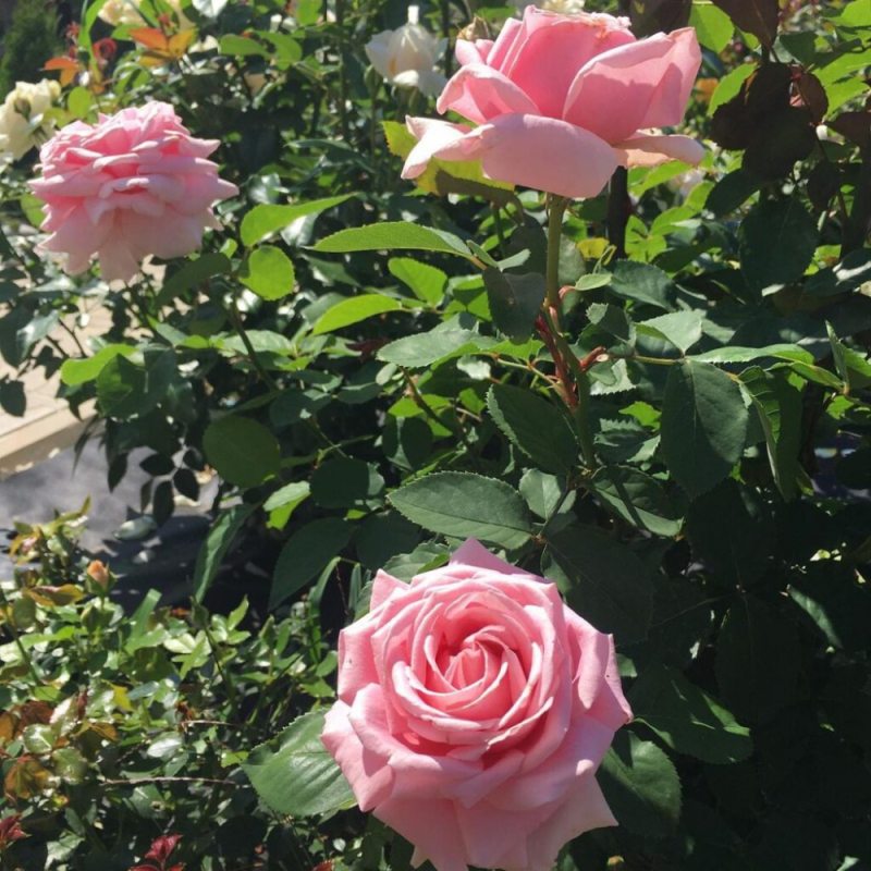 Купити саджанці троянди чайно-гібридної Фредерік Містраль на штамбі 