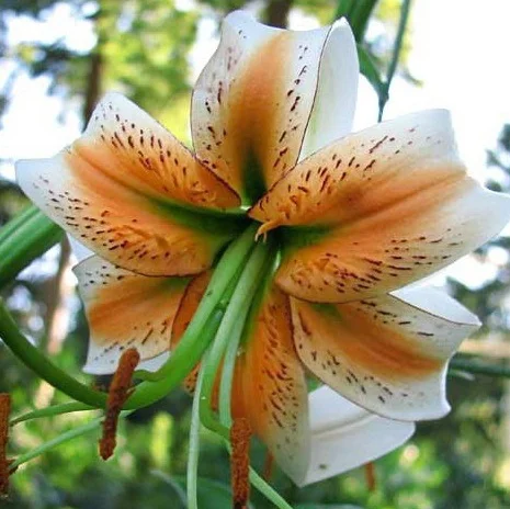 купить Лилию Lady Alice (Леди Элис)