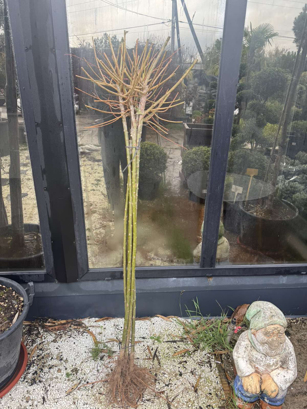 Купить саженцы ивы "Hakuro Nishiki" (Хакуро Нишики) на штамбе (Н=1,1-1,2)