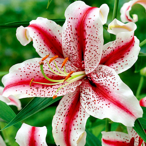 Купить Лилию Dizzy (Диззи)