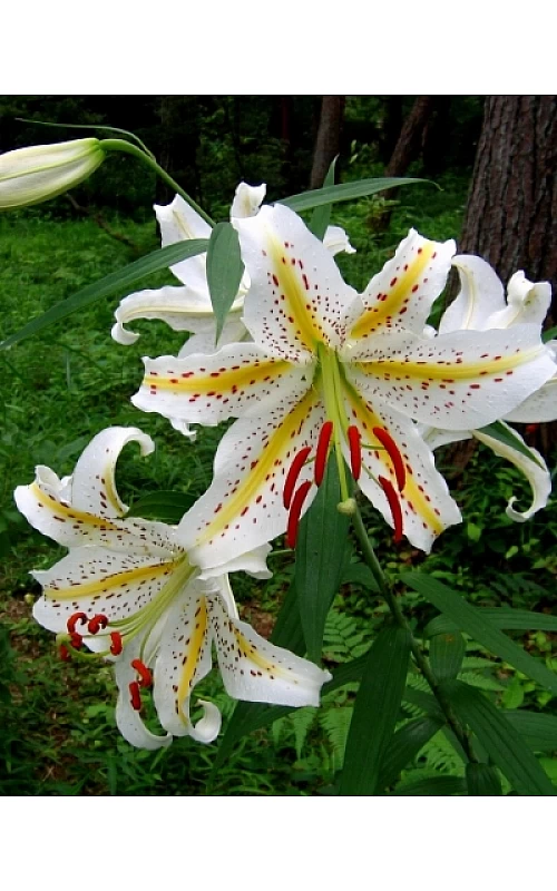 купити Лілію Auratum (Ауратум)