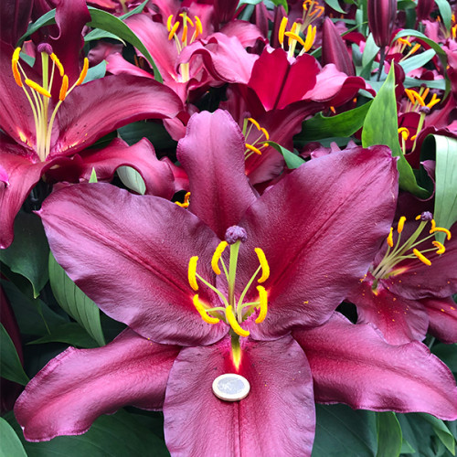 купит Лілію Bombastic (Бомбастік)