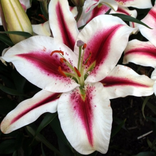 купить Лилию ориентальная Hachi (Хиачи)