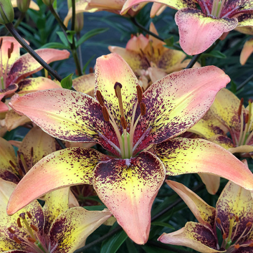 купити Лілію Tribal Dance (Трібал Денс)