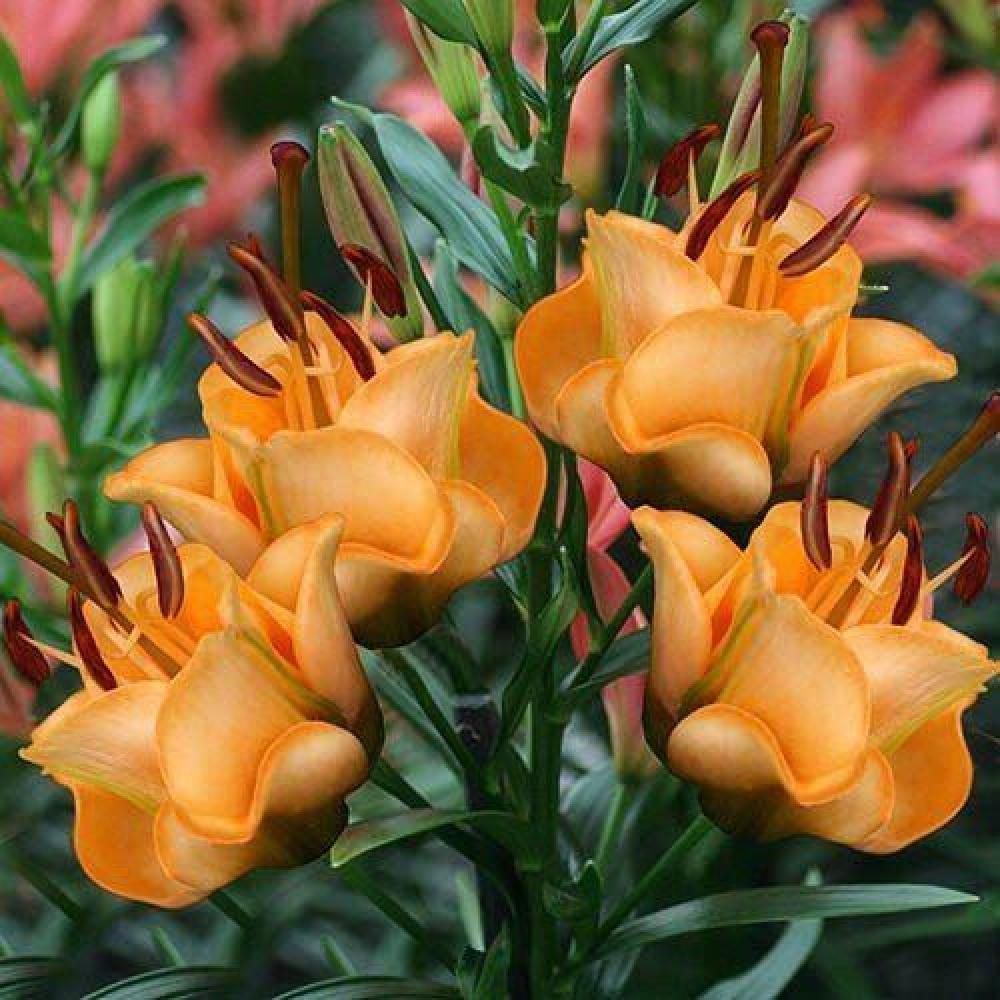 купити Лілію Apricot Fudge (Лілія-троянда) (Епрікот Фадж)