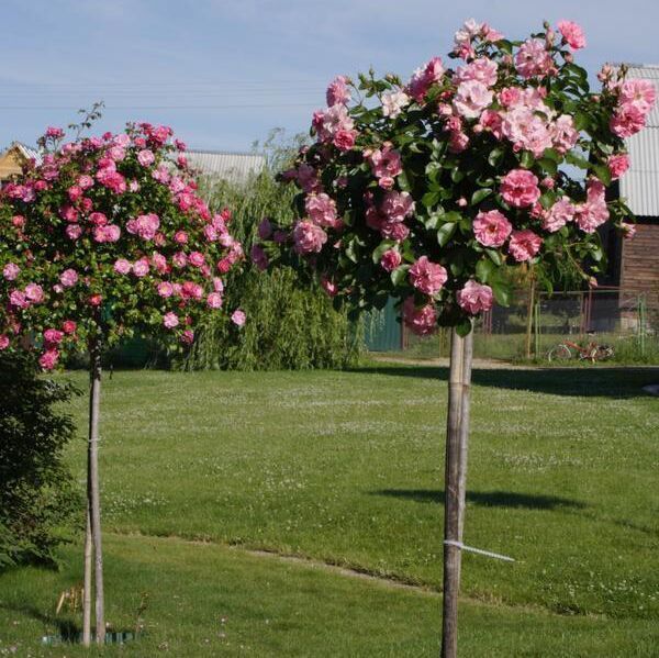 Купить саженцы розы флорибунды Берлебург на штамбе