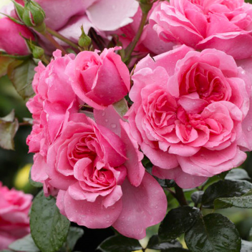 Купить саженцы розы флорибунды Берлебург на штамбе