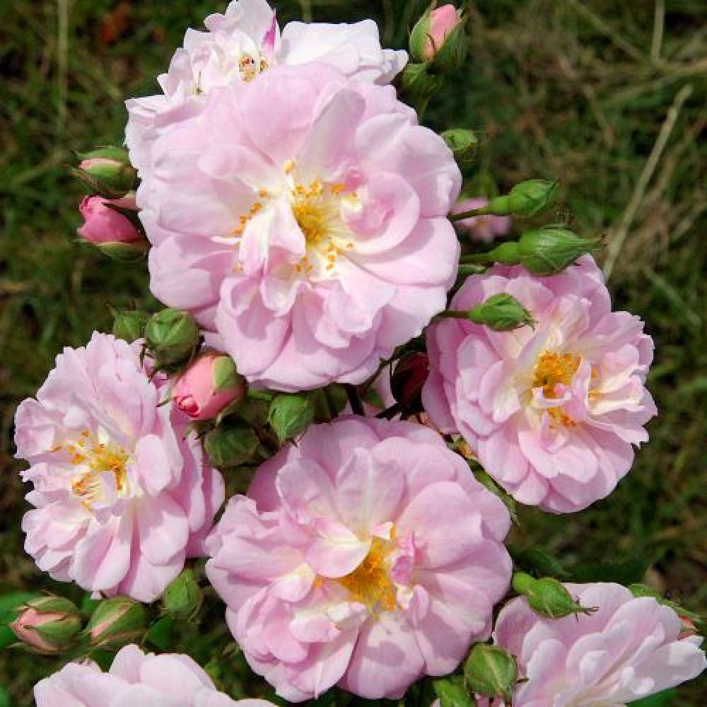 Купить саженцы розы плетистой Бриз Парфюм