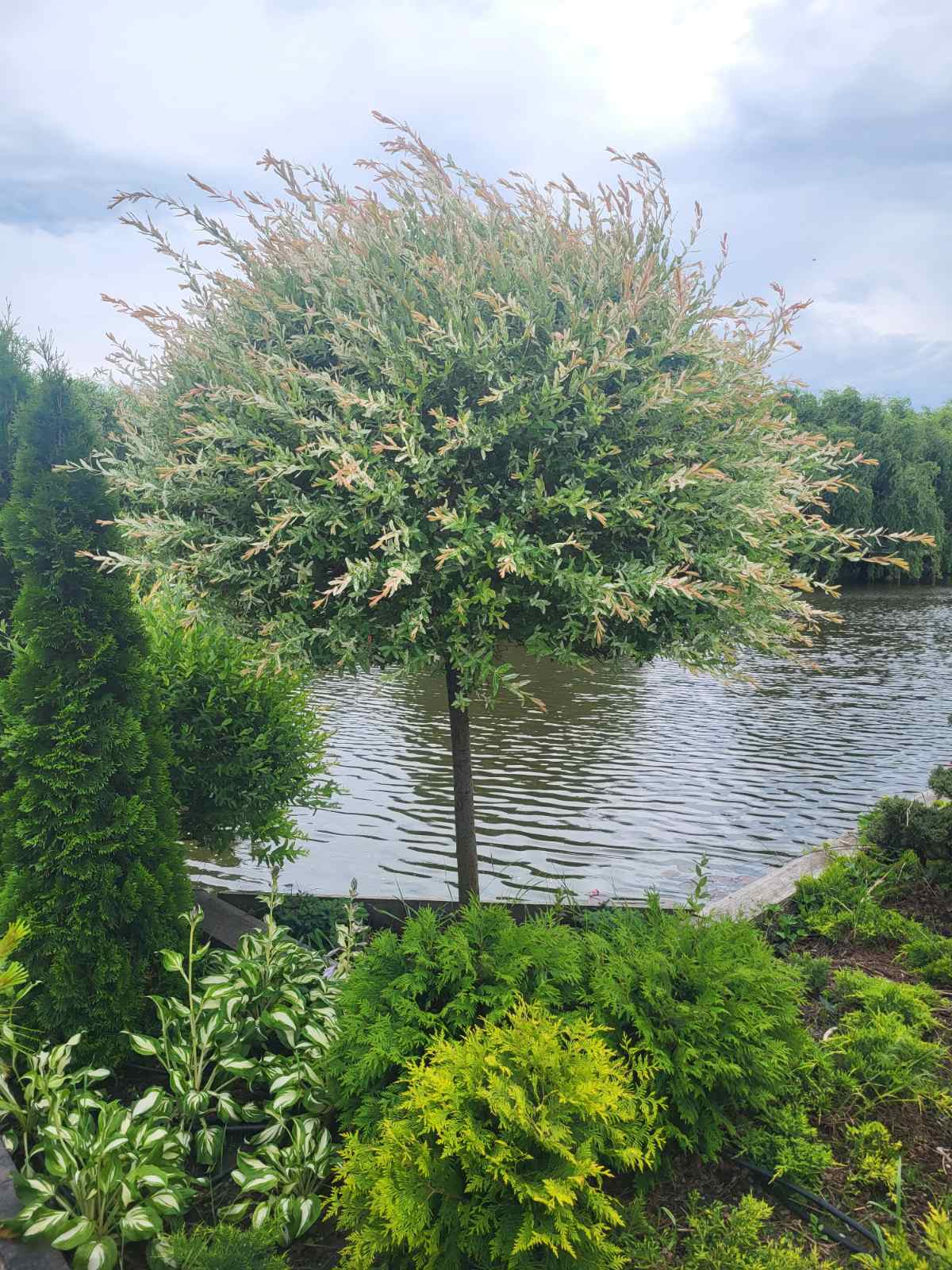 Купити саджанці верби Хакуро Нішикі на штамбі (Н=1,1-1,2)