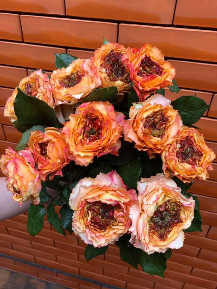 Купить саженцы розы чайно-гибридной Каралуна