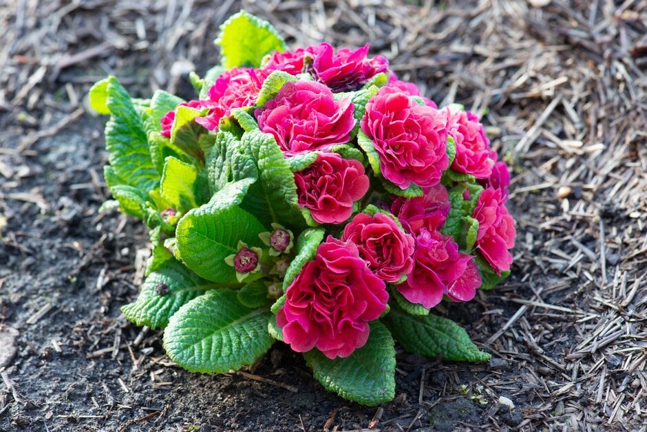 Примула "Carmen" (Кармен)