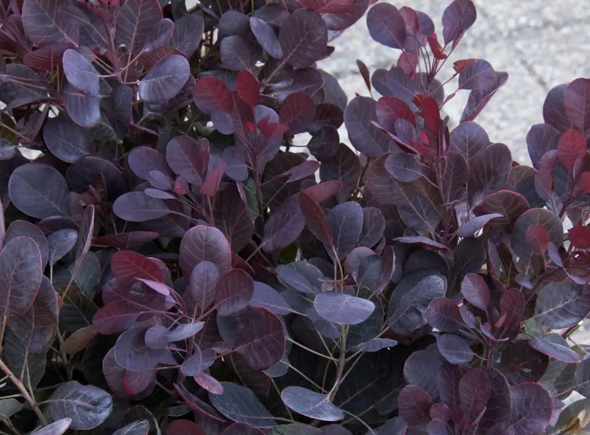 Купить саженцы скумпии кожаной Лилла