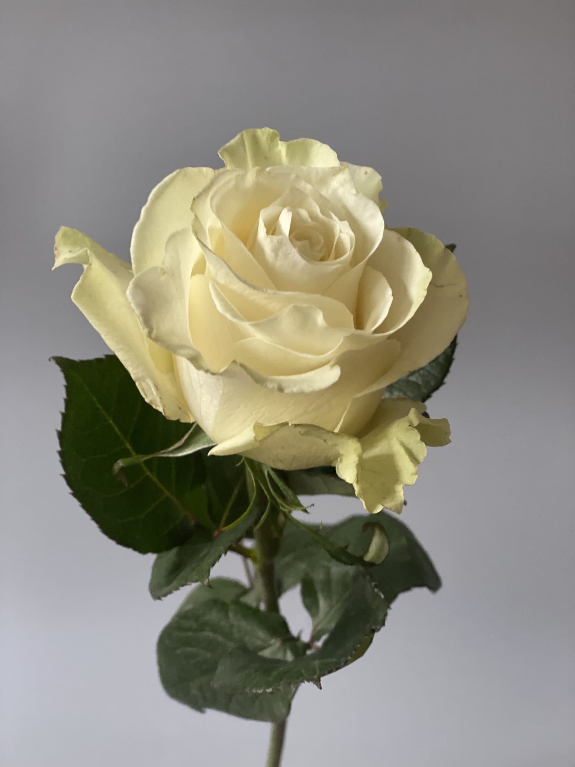 Купить саженцы розы чайно-гибридной Мондиаль на штамбе