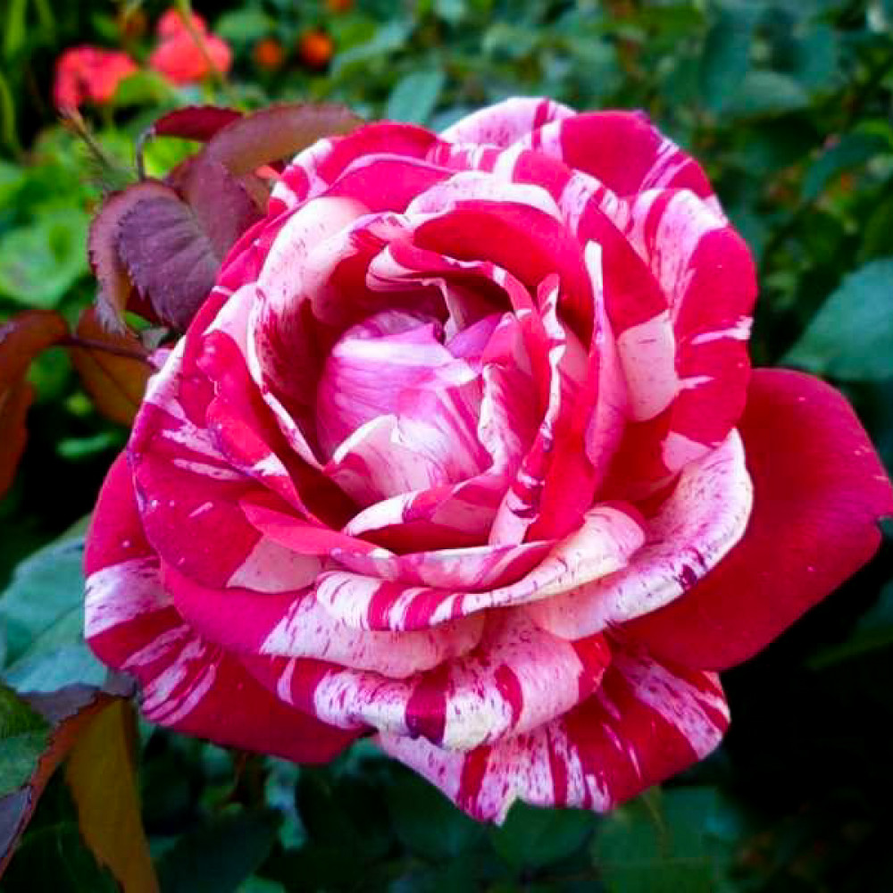 Купити саджанці троянди Папагено на штамбі 