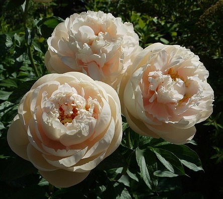 Купити кореневища півонії Пастелеганс