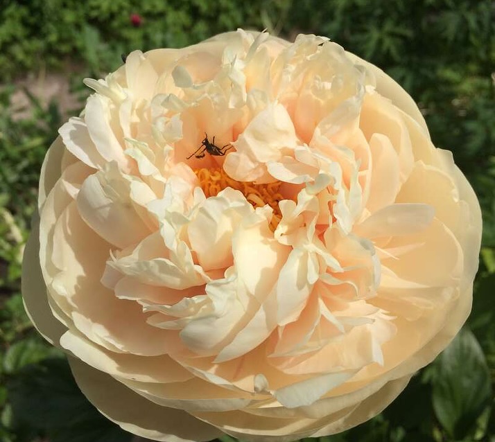 Купити кореневища півонії Пастелеганс