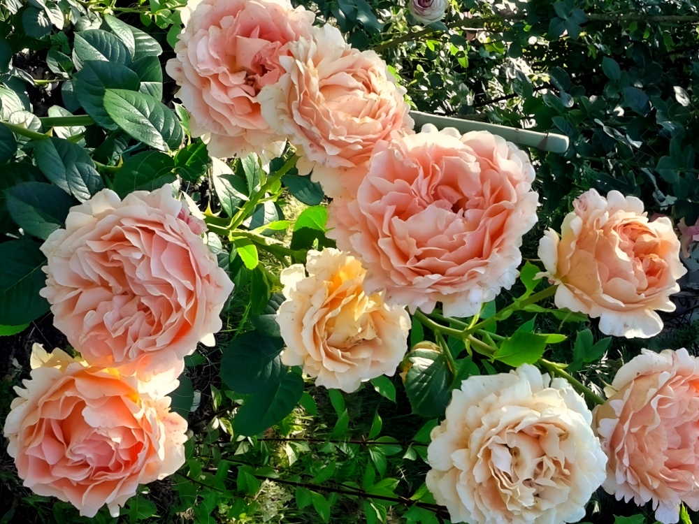 Купить саженцы розы плетистой Полька