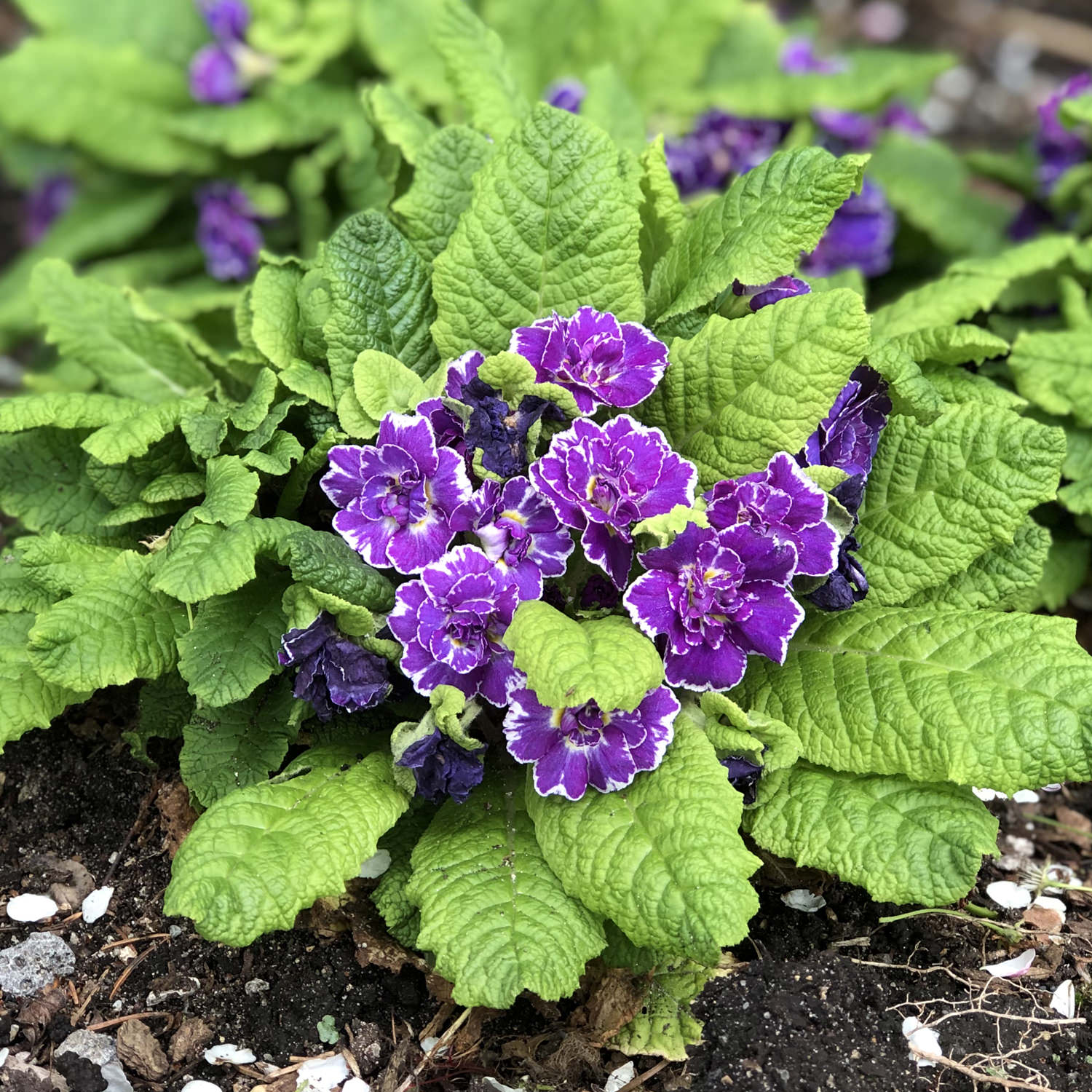 Примула "Amethyst Ice" (Аметист Айс)