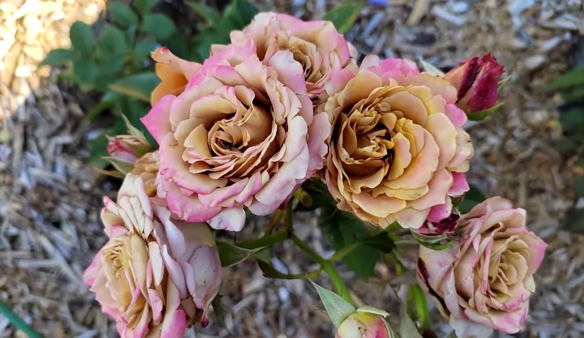 Купить саженцы розы чайно-гибридной Пиммс