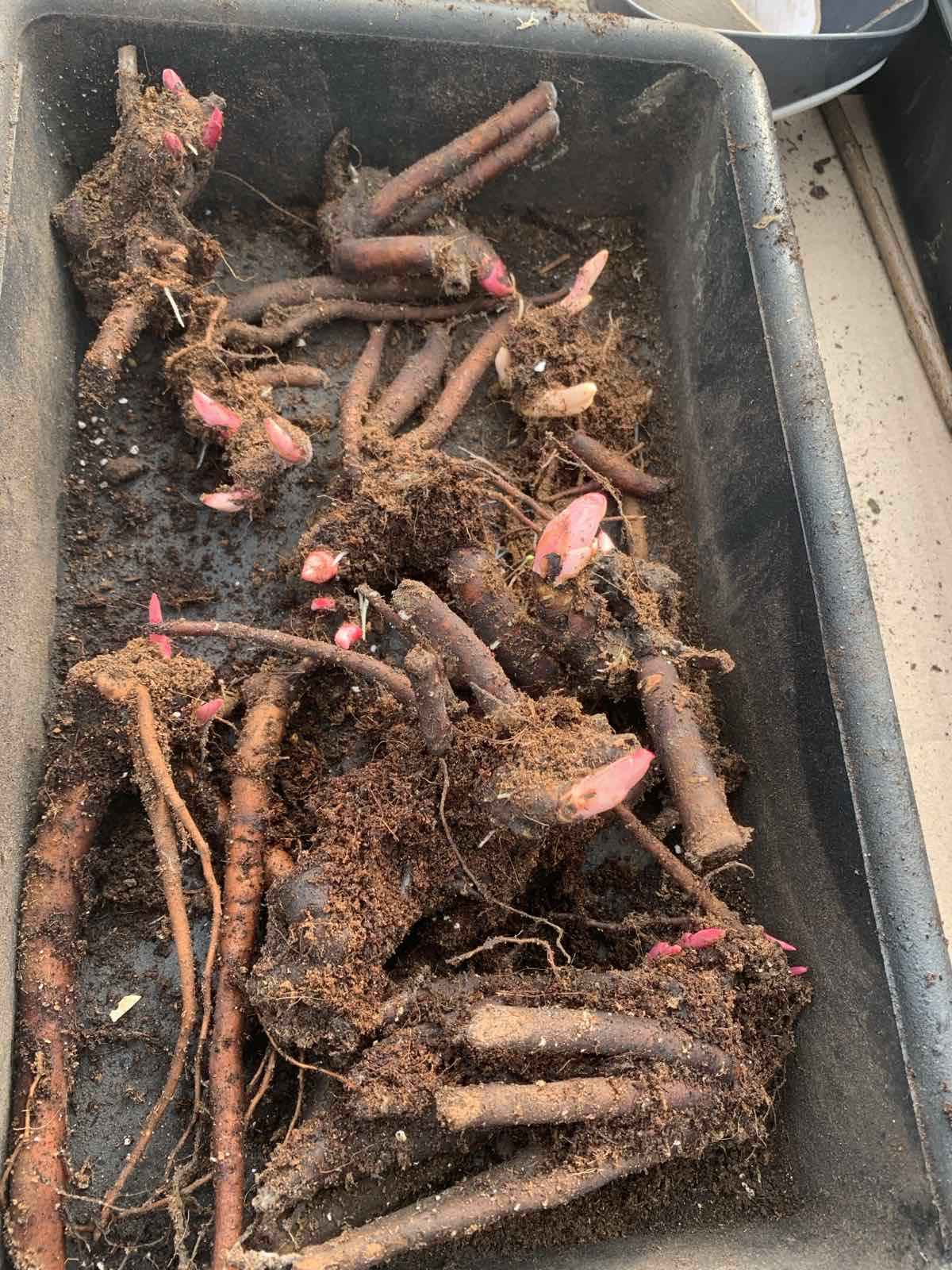 Купити кореневища півоній