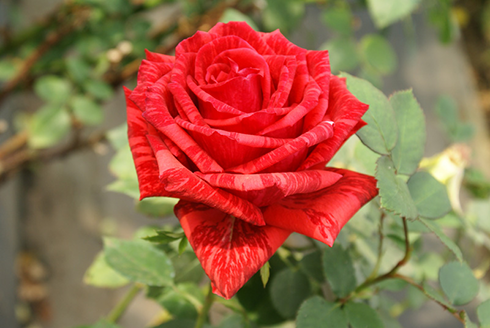 Купить саженцы розы чайно-гибридной Ред Интуишн