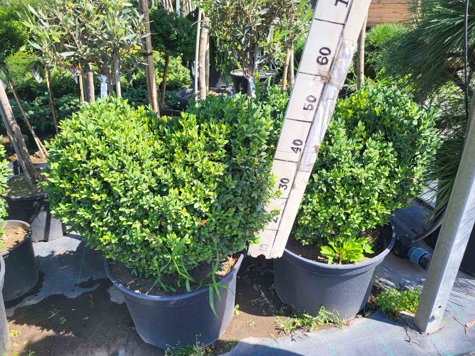 Купити саджанці самшитів в вигляді сердця самовивозом