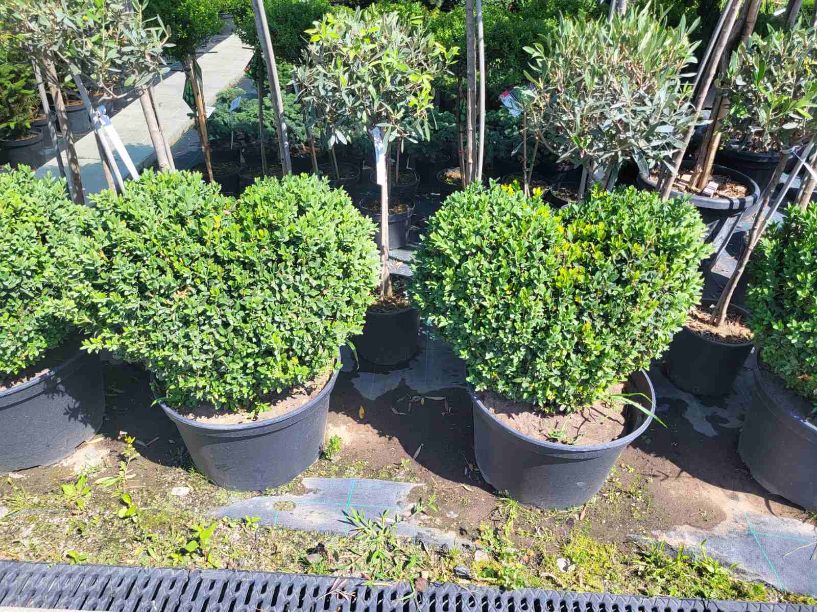 Купити саджанці самшитів в вигляді сердця