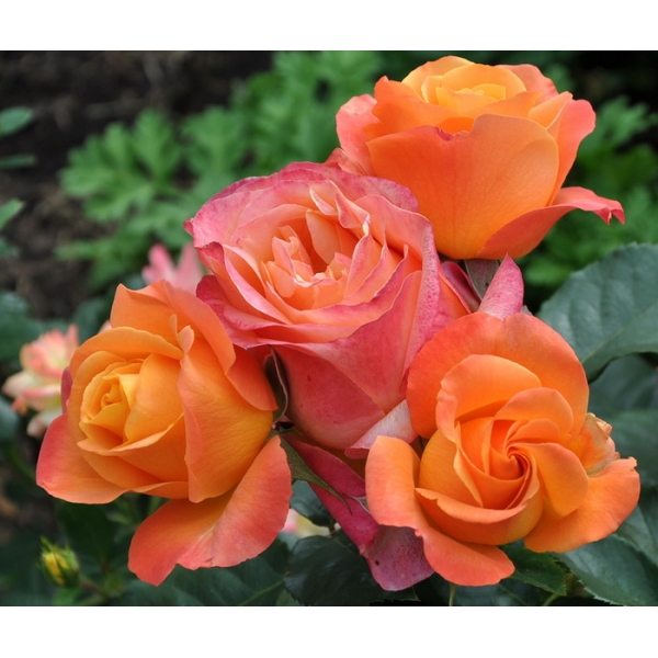 Роза чайно-гибридная "Ибица" №46А