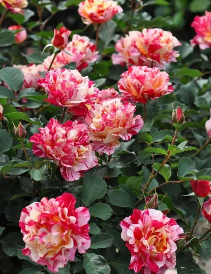 Купить саженцы розы чайно-гибридной Абракадабра