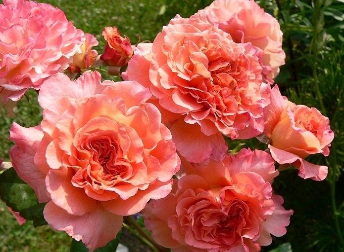 Купить саженцы розы чайно-гибридной Августа Луиза