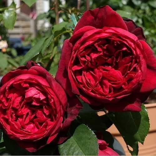 Роза чайно-гибридная "Адмирал" №47Г