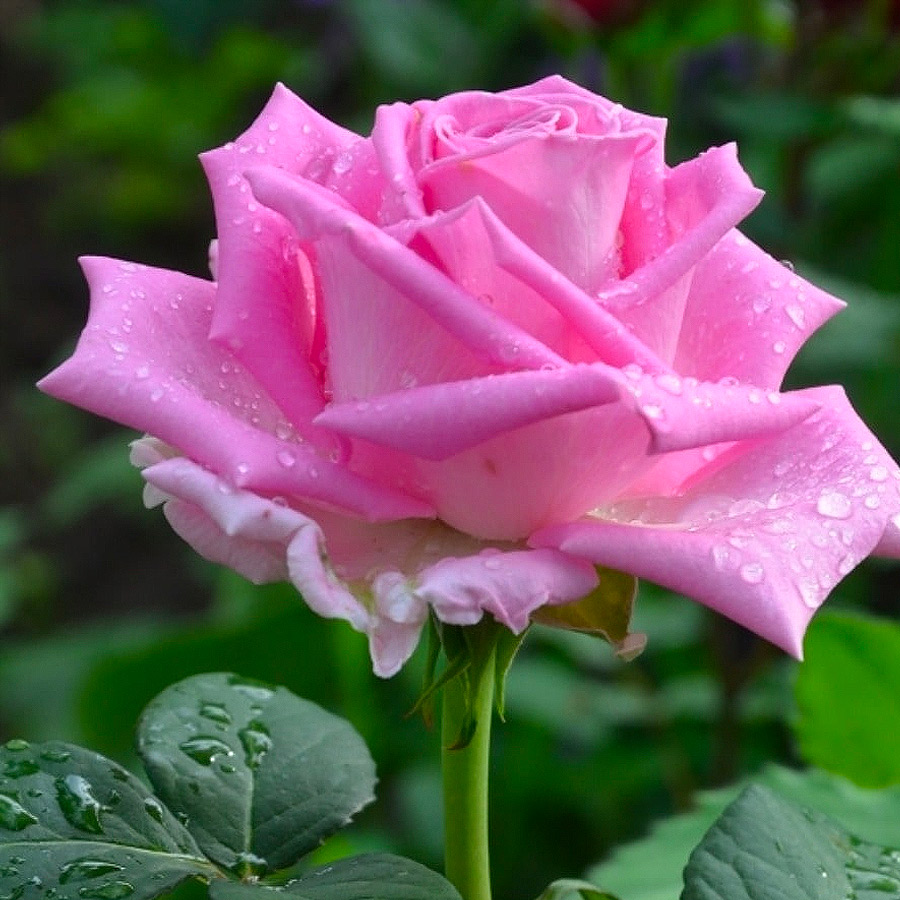 Купить саженцы розы чайно-гибридной Аква