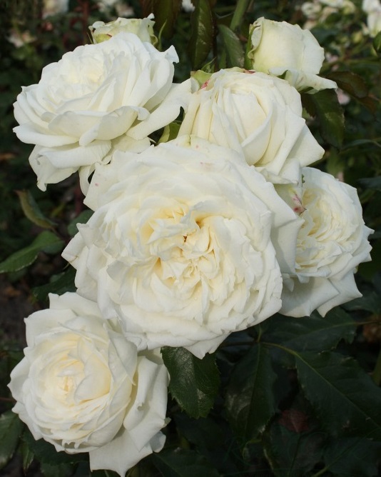 Купить саженцы розы плетистой Аляска