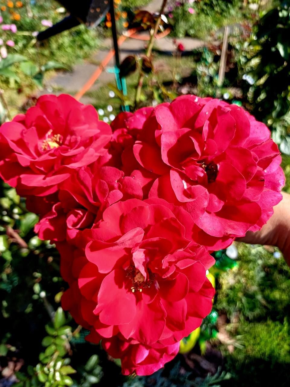 Купить саженцы розы плетистой Амадеус