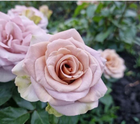 Купить саженцы розы чайно-гибридной Амнезия