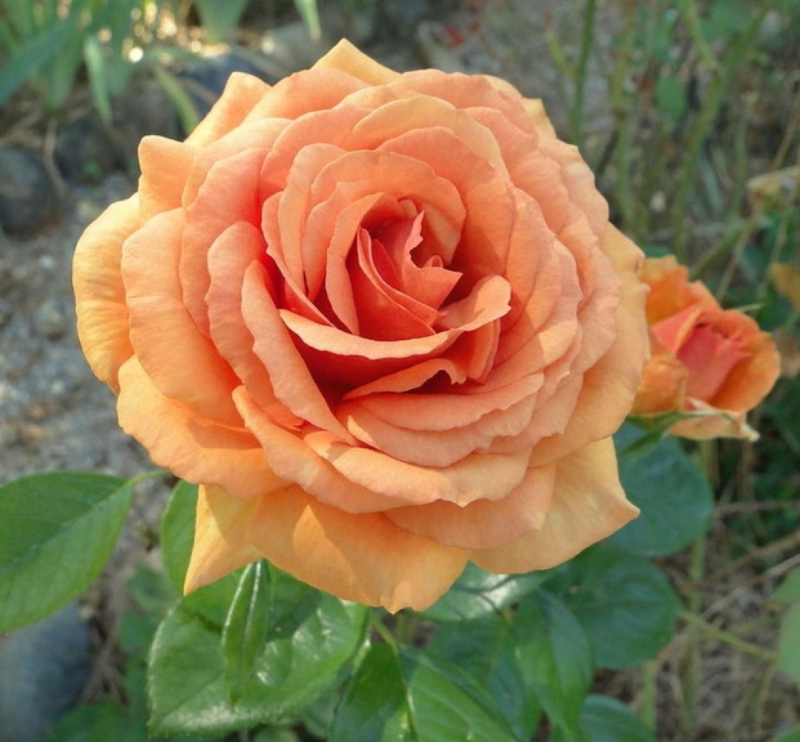 Купить саженцы розы чайно-гибридной Ашрам