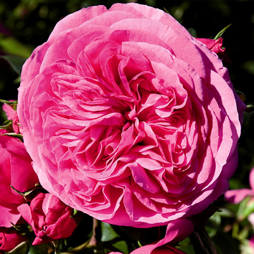 Купить саженцы розы чайно-гибридной Баронесса