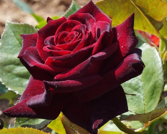 Купить саженцы розы чайно-гибридной Блэк Баккара