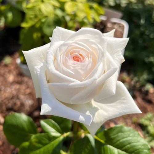 Купить саженцы розы чайно-гибридной Вайт Охара