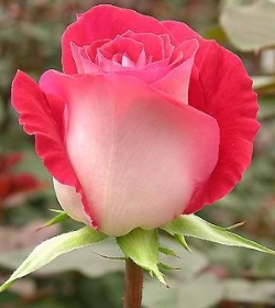 Купить саженцы розы чайно-гибридной Верди