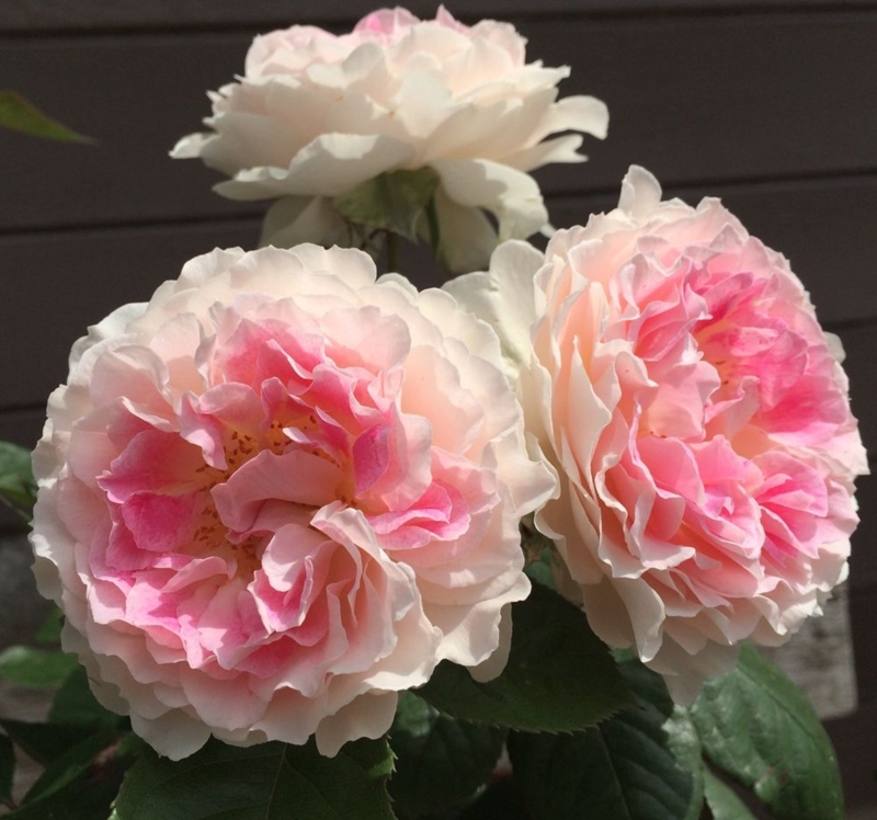 Купить саженцы розы Гернси