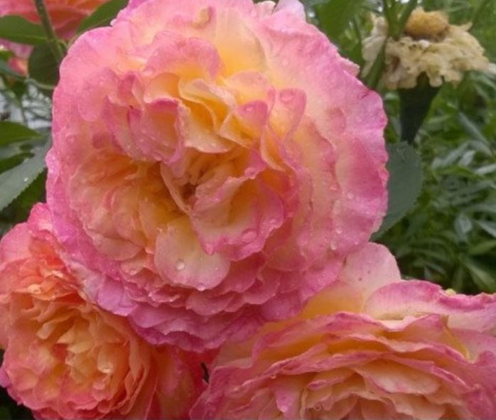 Купить Розу чайно-гибридную "Горджес"№21А