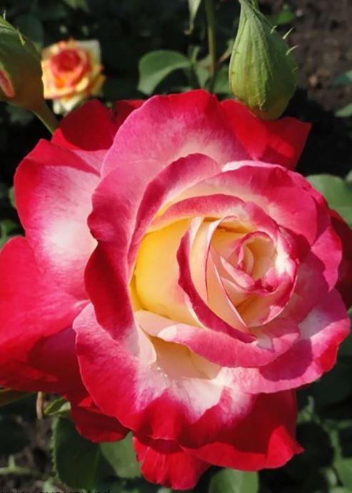 Купить саженцы розы чайно-гибридной Дабл Делайт