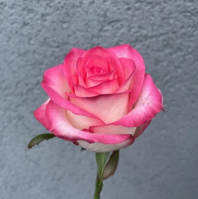 Купить саженцы розы чайно-гибридной Джамиля